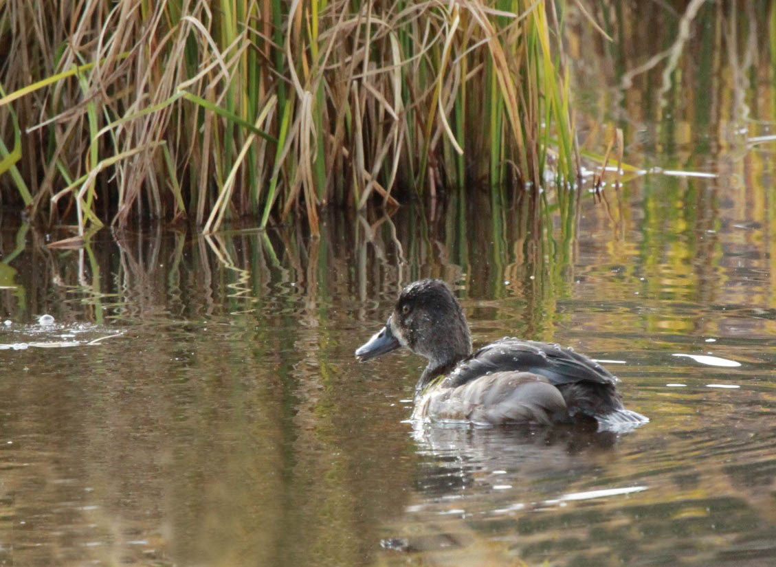 Ring-necked Duck by Ron Harden